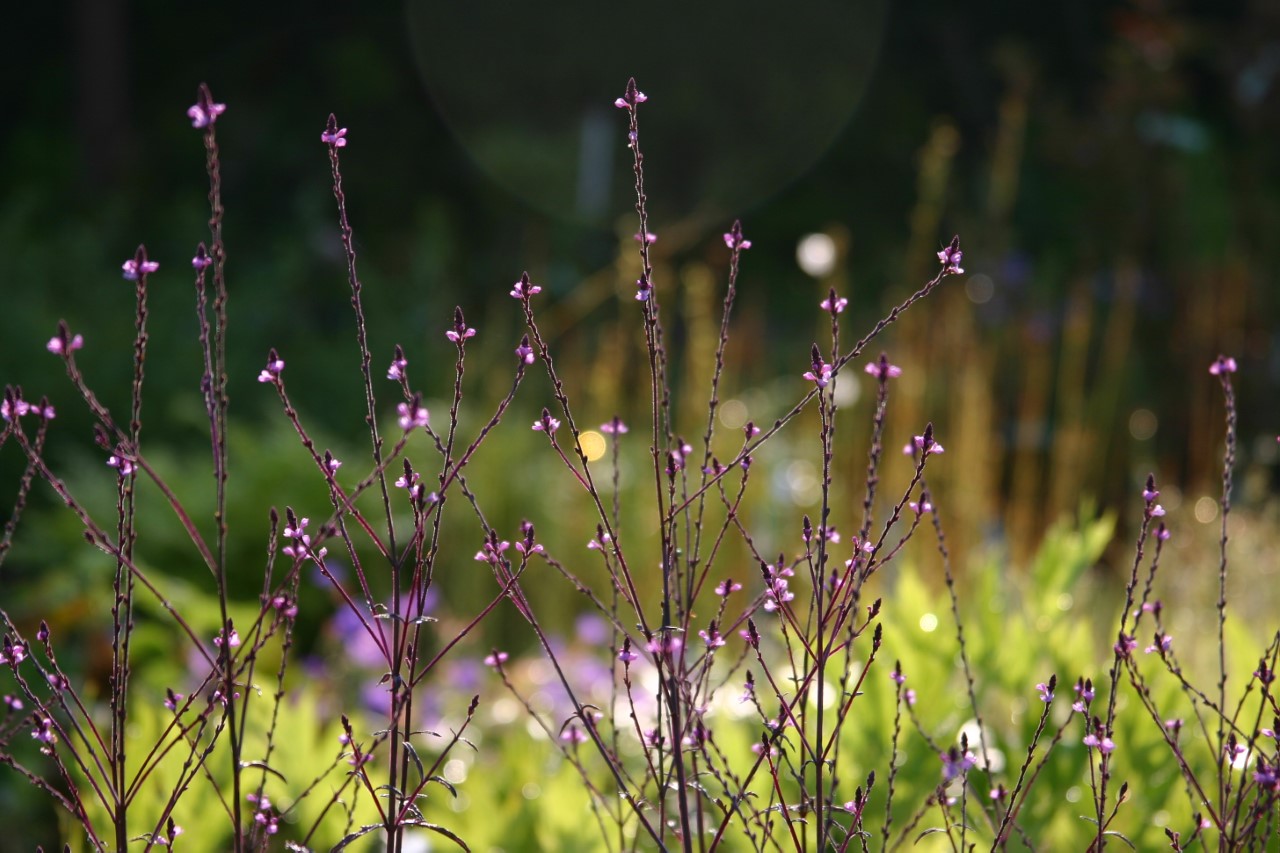 verbena-officinalis-bampton