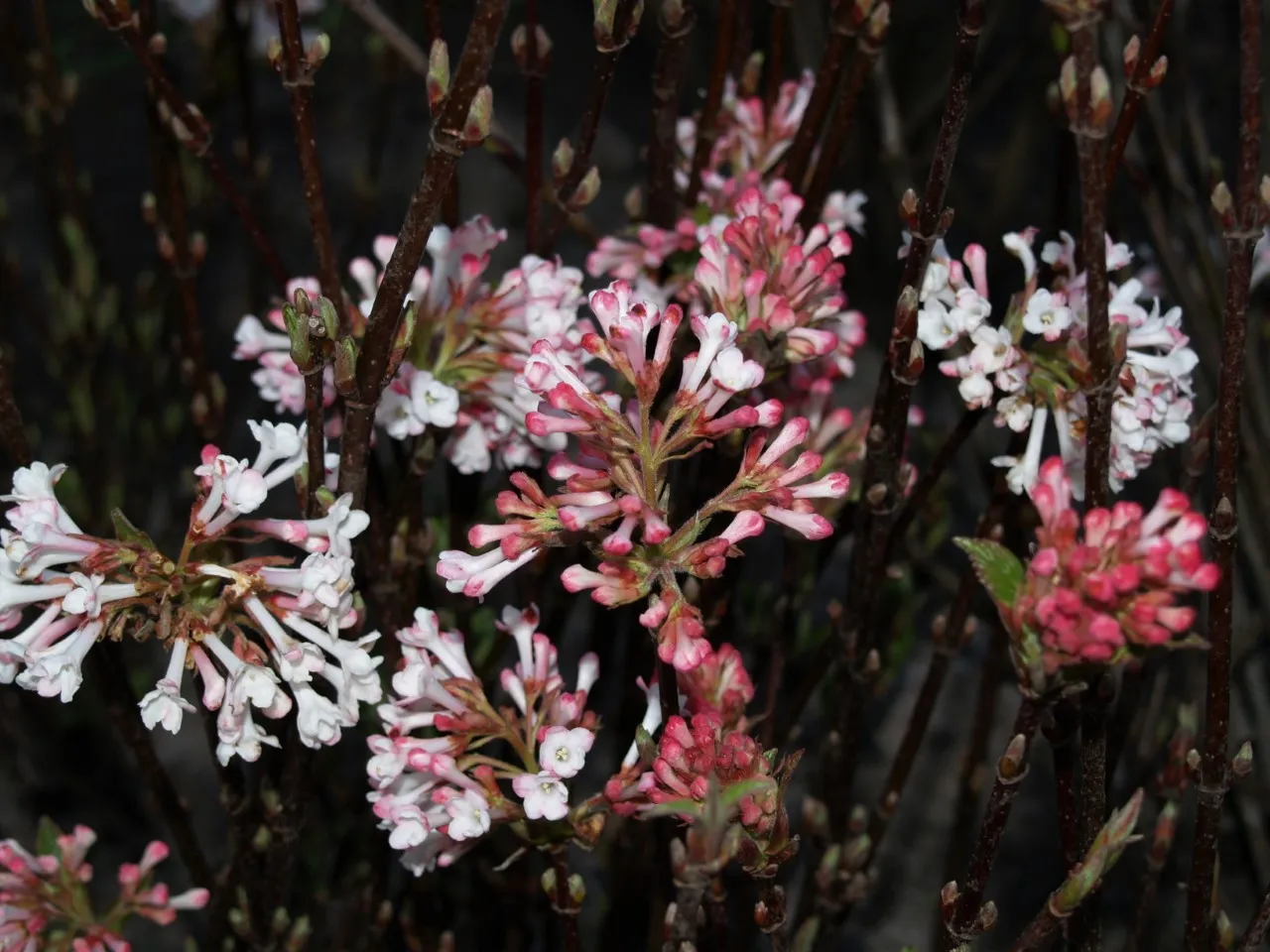 Viburnum bodnantense 'Charles Lamont'