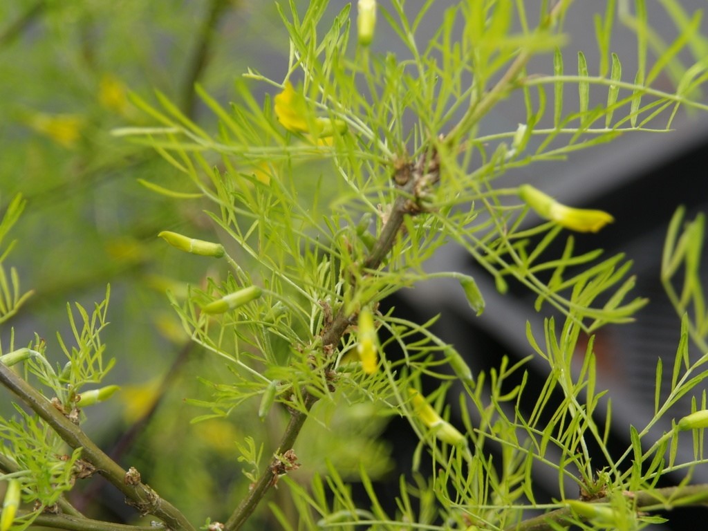 caragana-arborescens-lorbergii