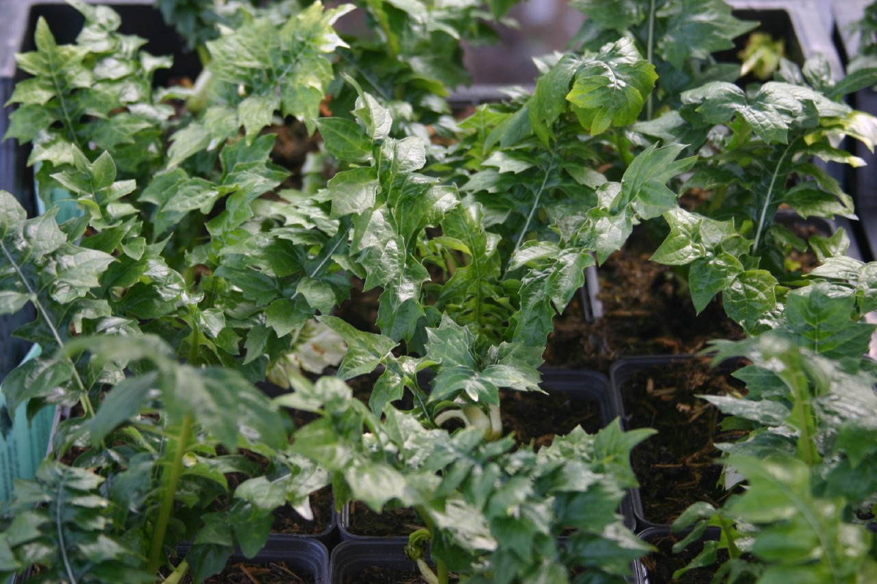 Acanthus hungaricus acanthus-hungaricus
