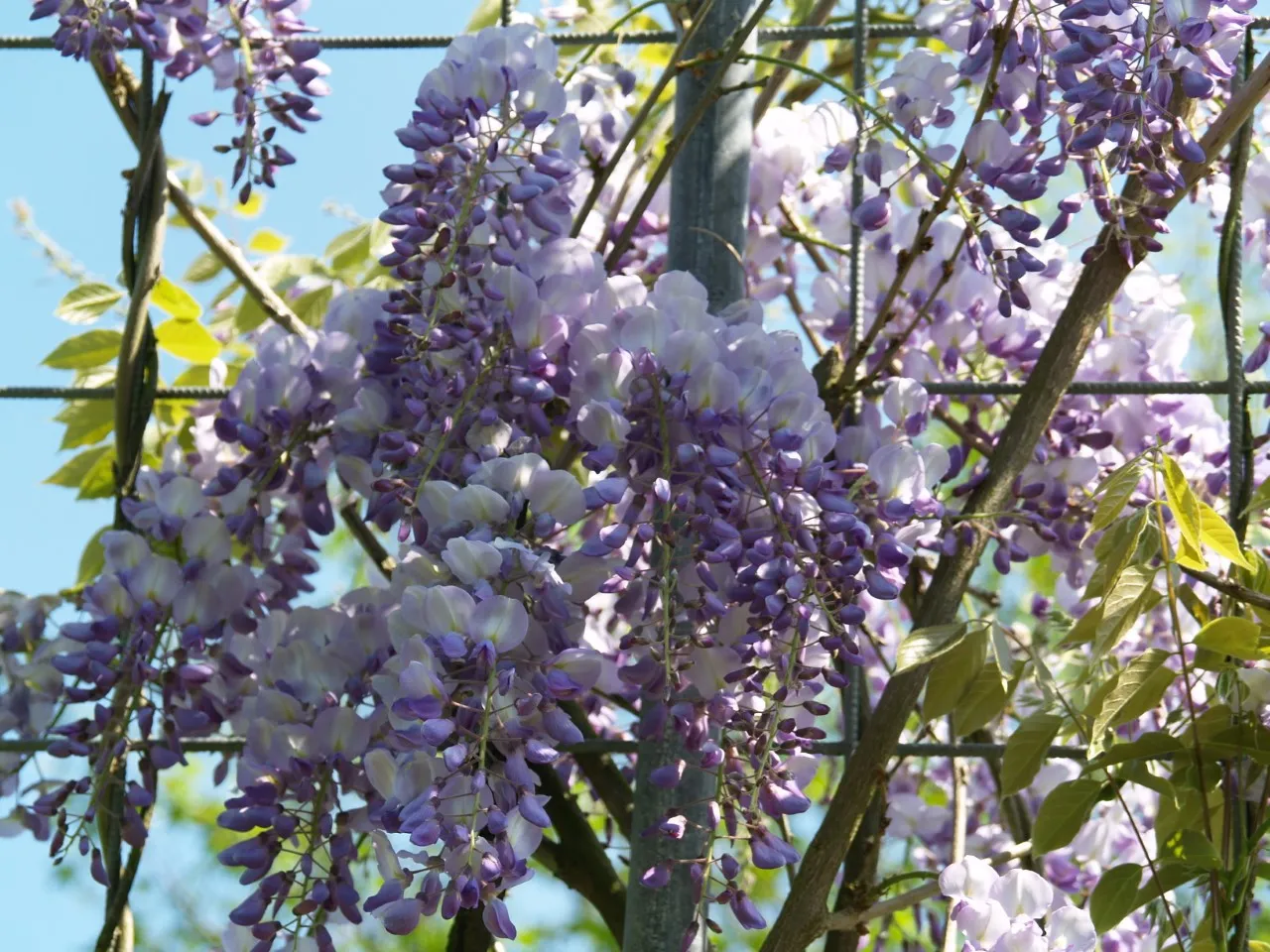 Wisteria sinensis 'Prolific'