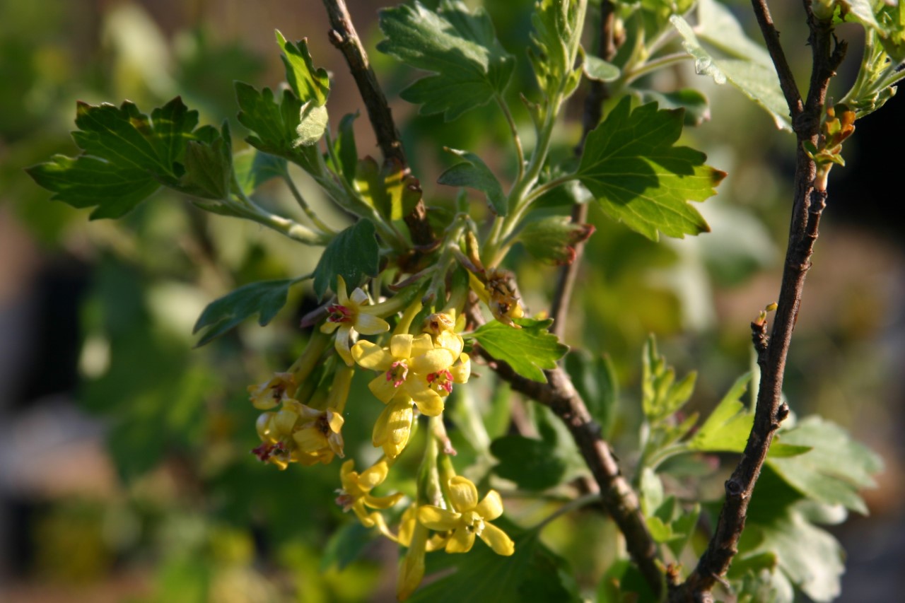 ribes-odoratum-gwens