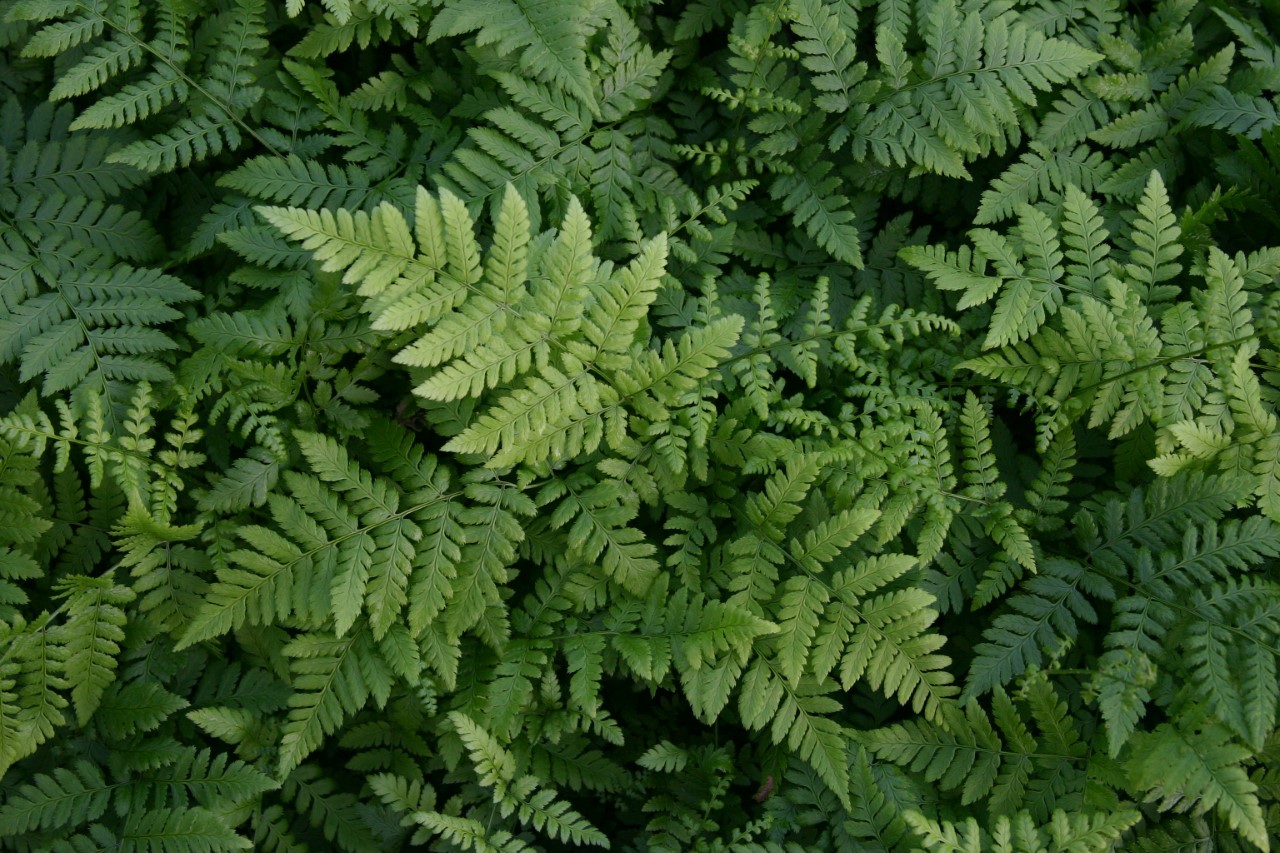 dryopteris-carthusiana