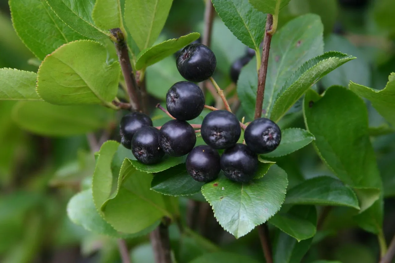 Aronia melanocarpa 'Galicjanka' Aronia melanocarpa 'Galicjanka'
