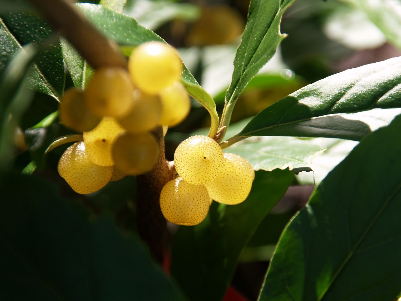 elaeagnus-umbellata-amber