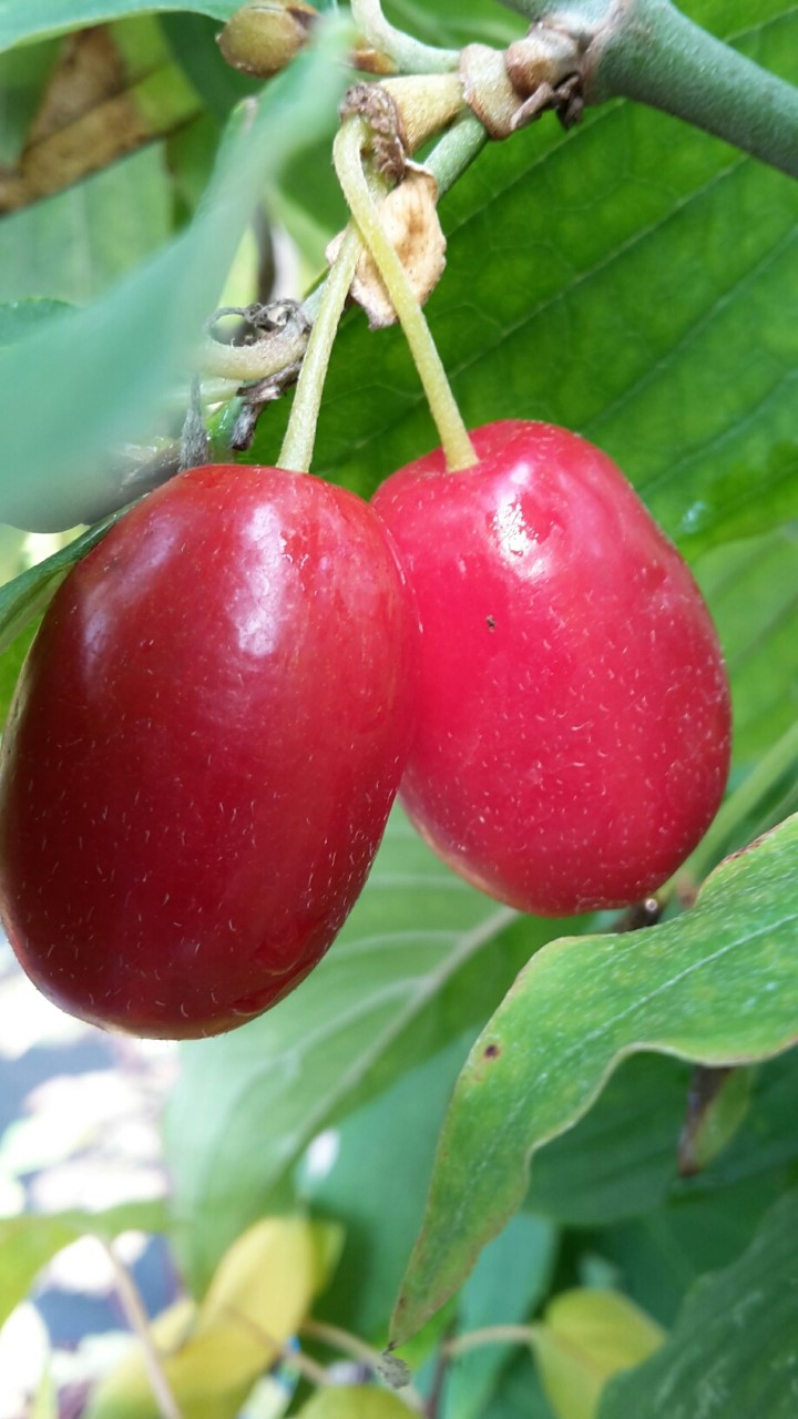 Cornus mas 'Jolico' cornus-mas-jolico