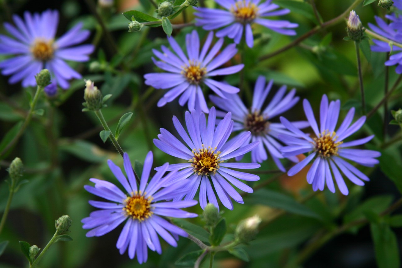 Aster 'Twilight' : P9