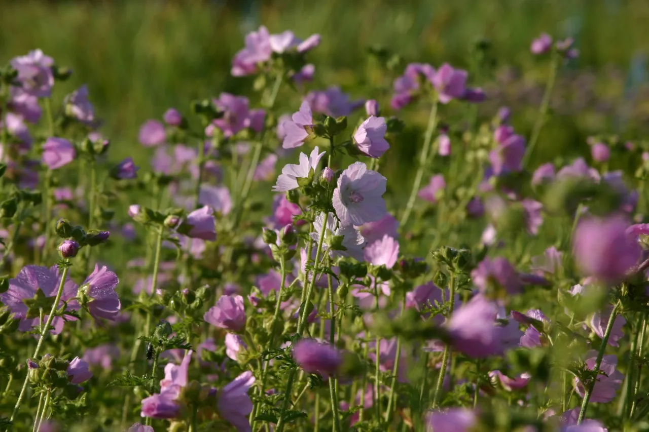 Malva moschata : P9