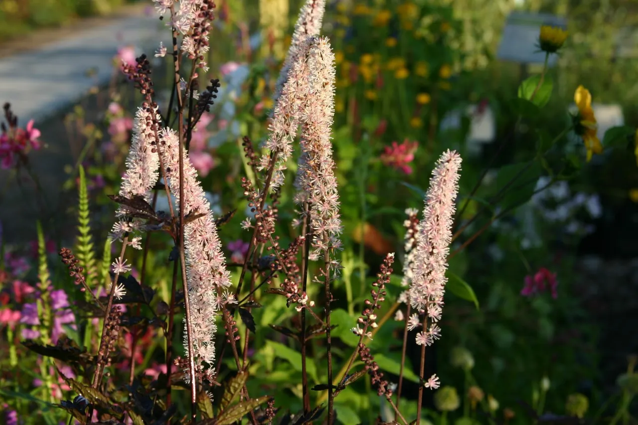 Actaea simplex 'Brunette' Actaea simplex 'Brunette'