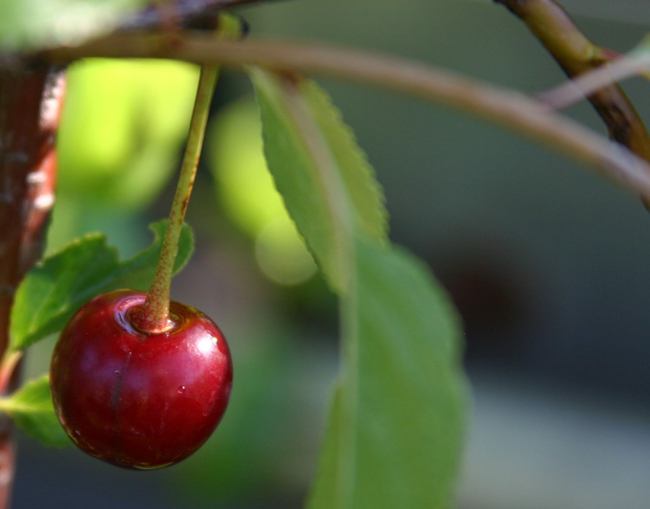 prunus-carmine-jewel