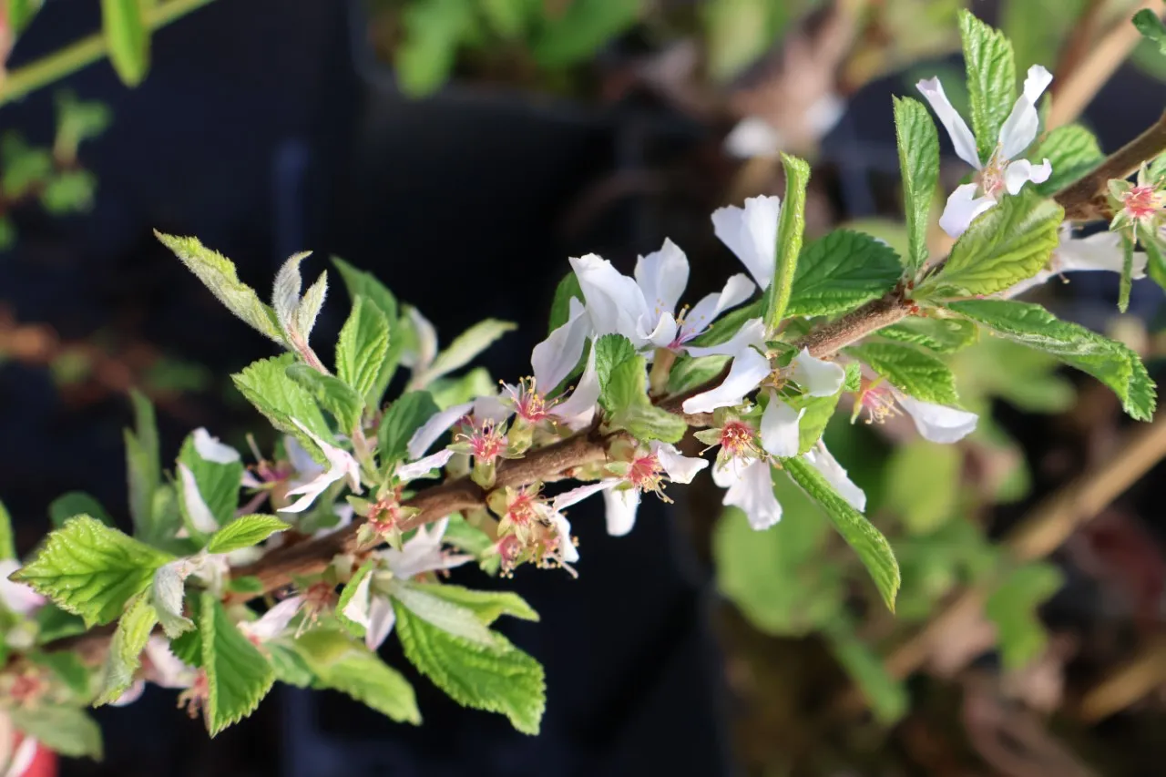 Prunus tomentosa 'Red Ninja' : C1.5 : 30-60