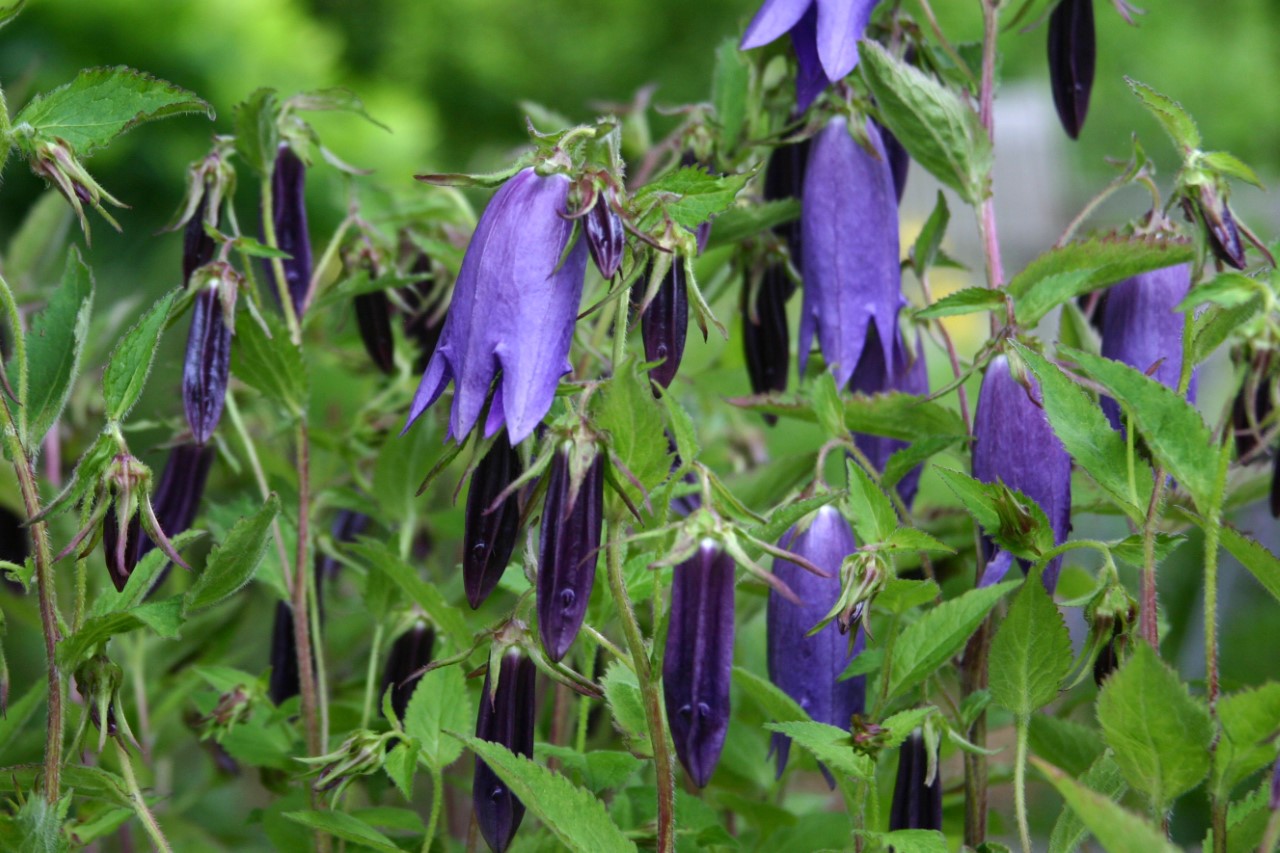 campanula-sarastro