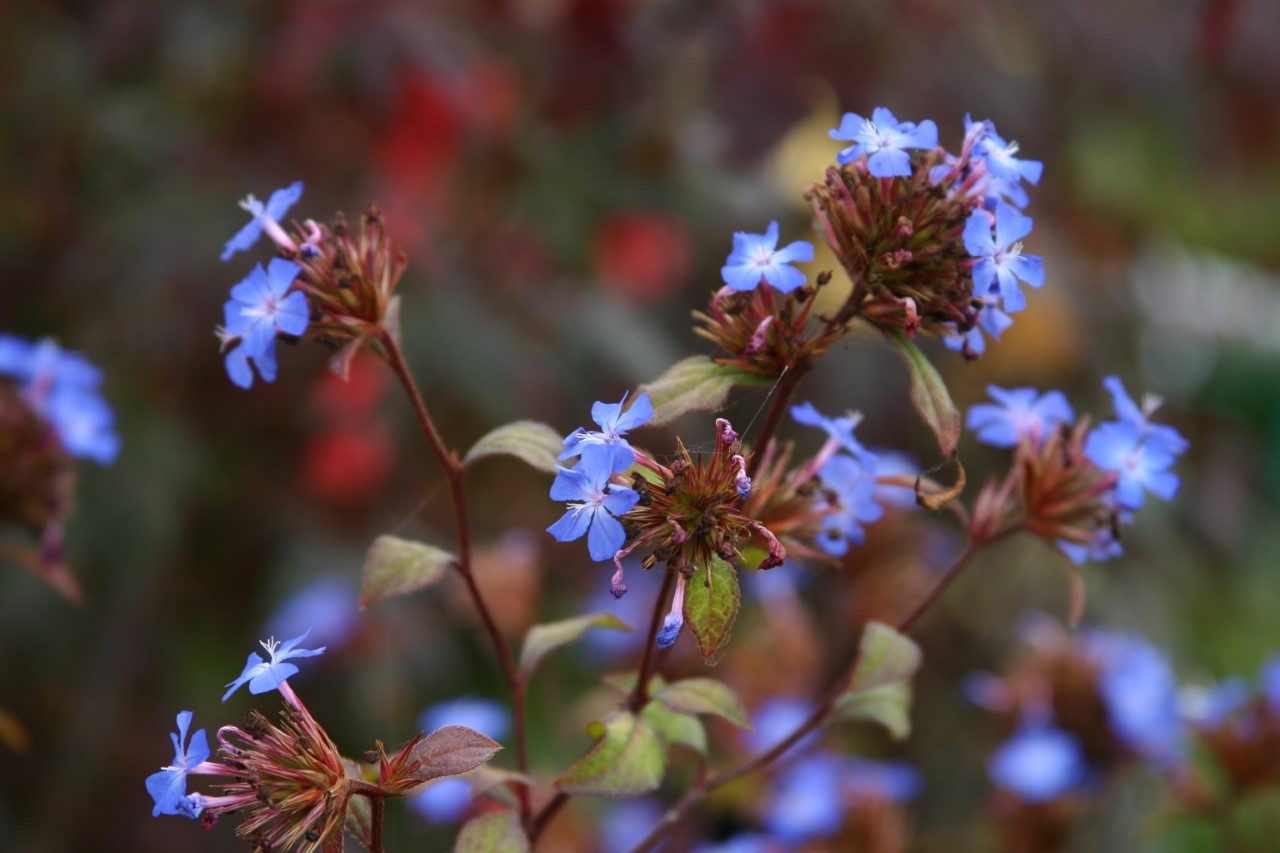 ceratostigma-willmottianum