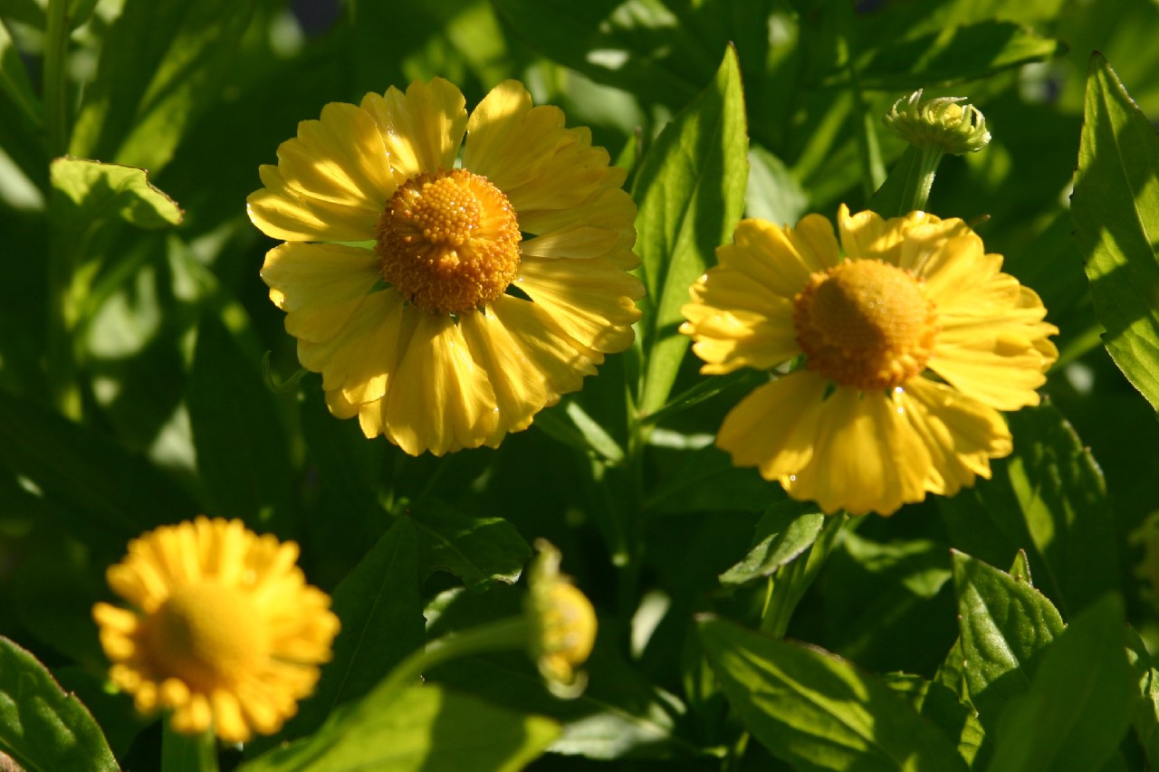 helenium-kanaria