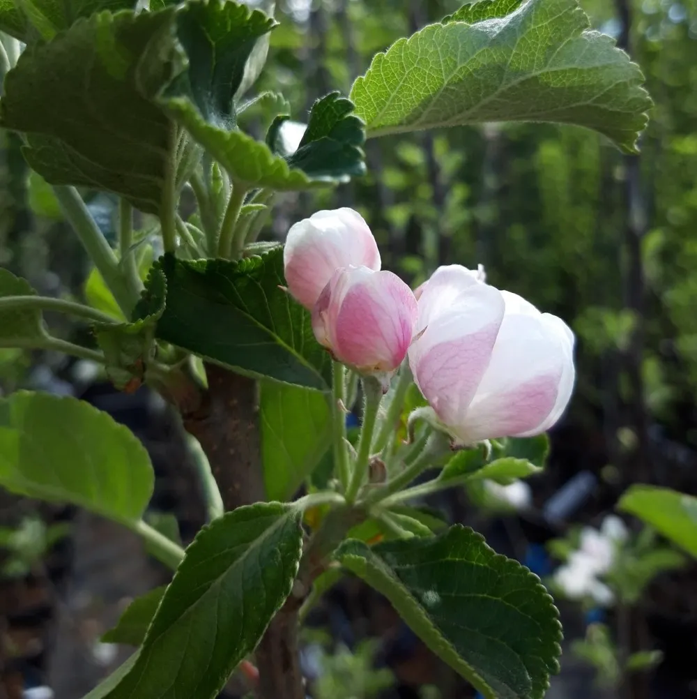 Malus domestica 'Santana'