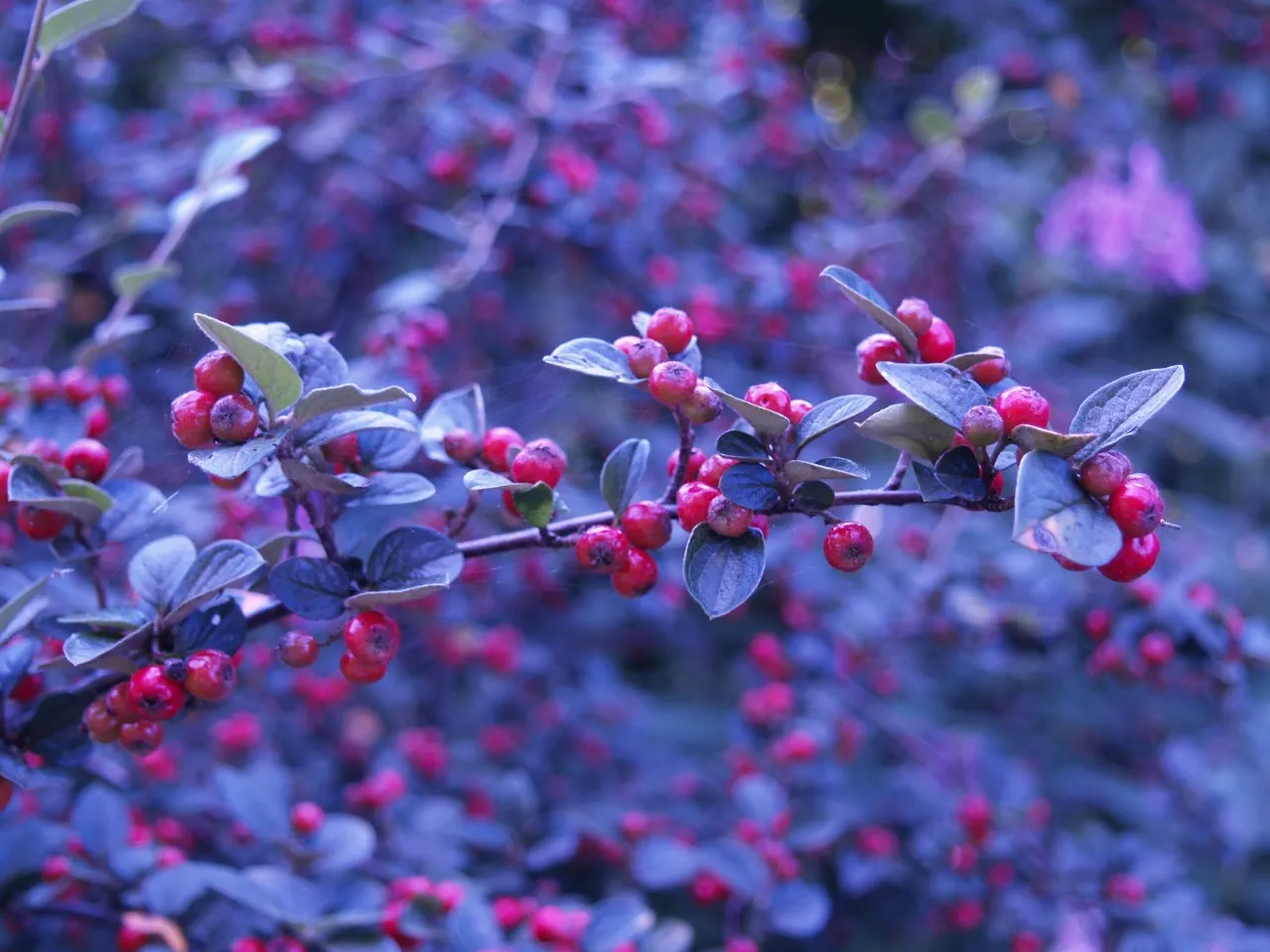 Cotoneaster franchetii