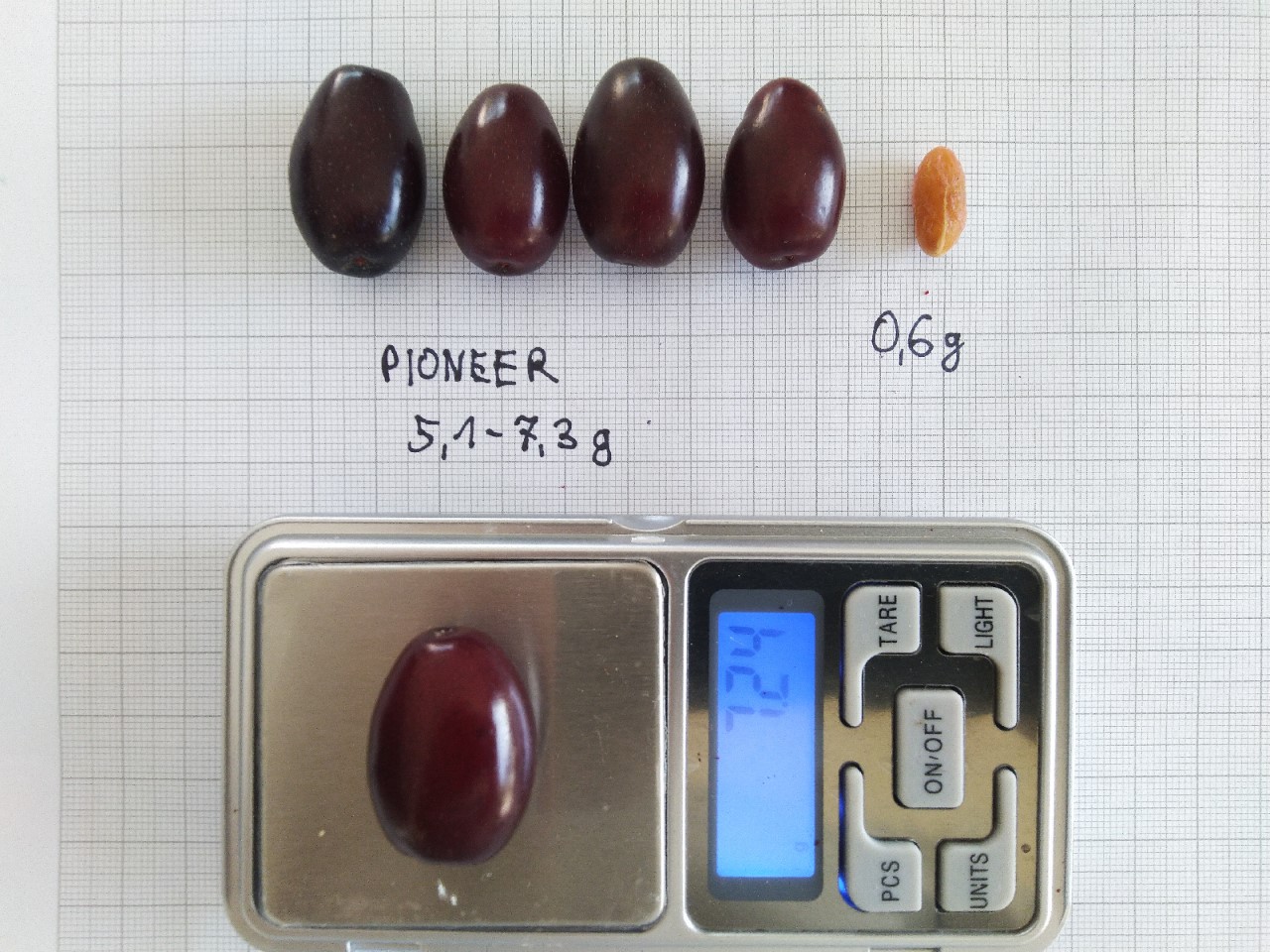 Cornus mas 'Pioneer' cornus-mas-pioneer