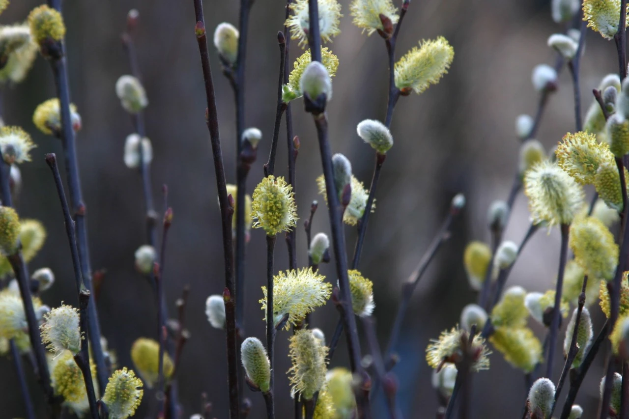 Salix alba  autochtoon