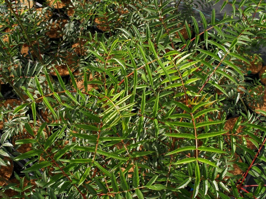 Sorbus commixta 'Carmencita' : C3 : 30-60