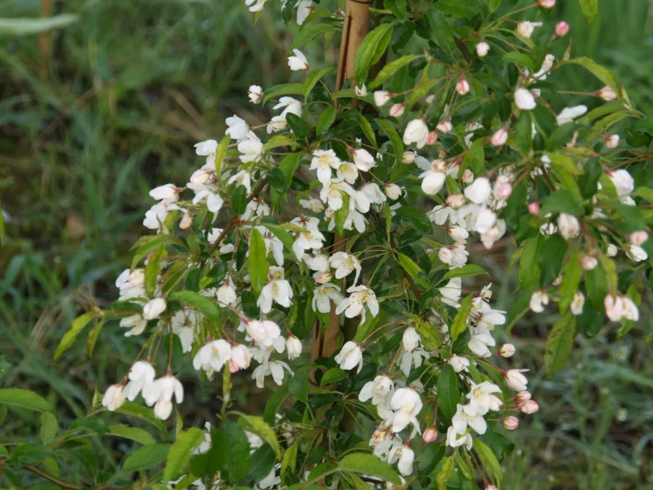 Malus toringo 'Brouwers Beauty' : C7.5 : 150-200