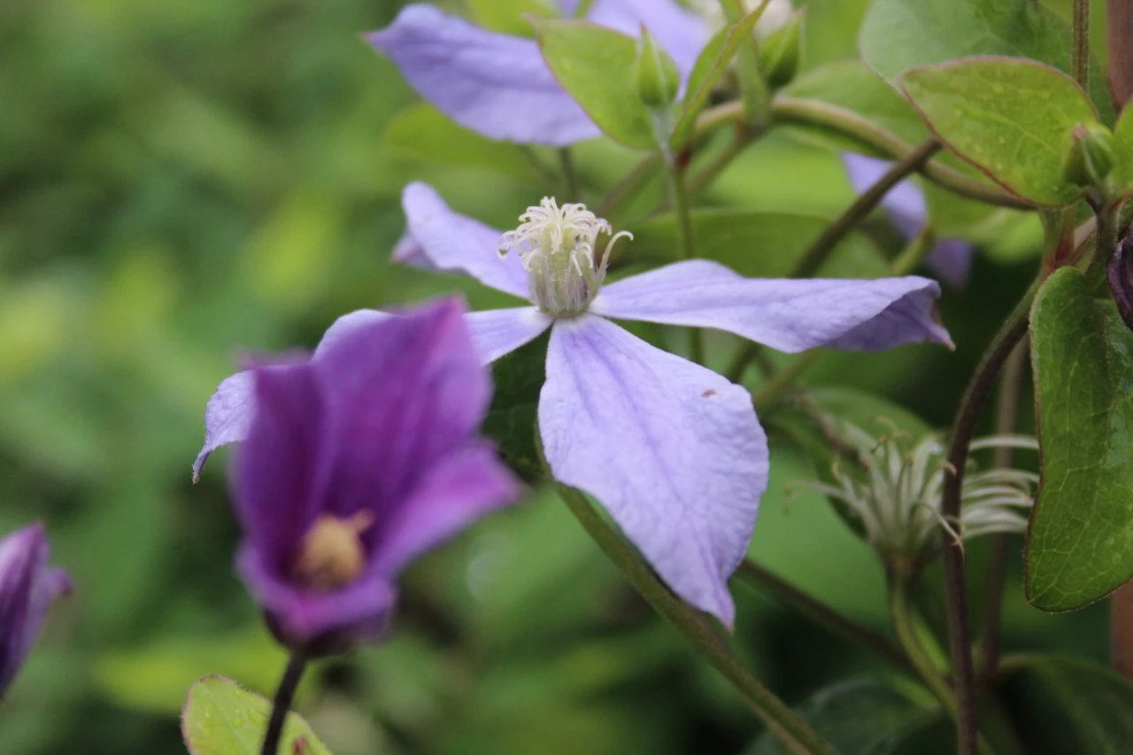 Clematis 'Arabella' Biologisch : C2RP