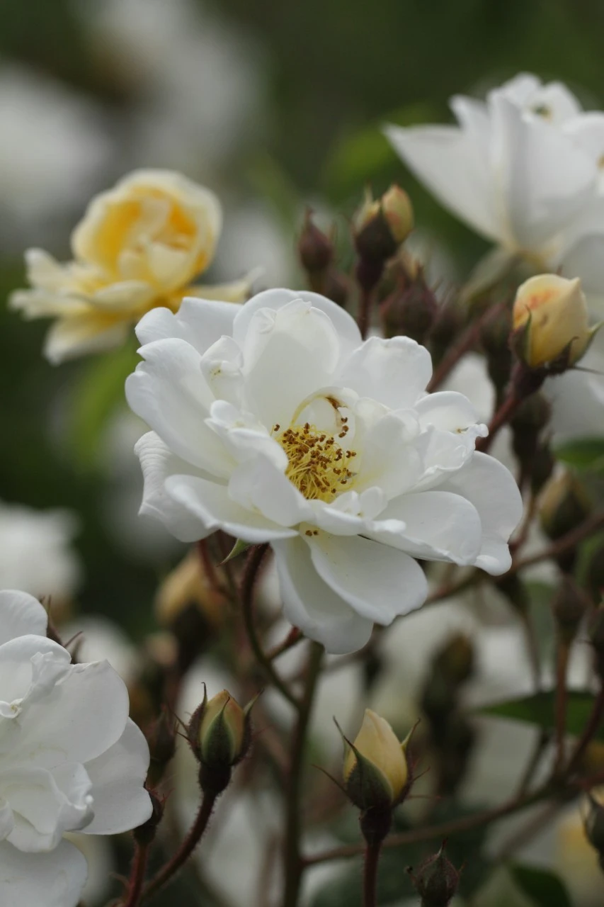 Rosa (K) 'Lykkefund' Biologisch : W