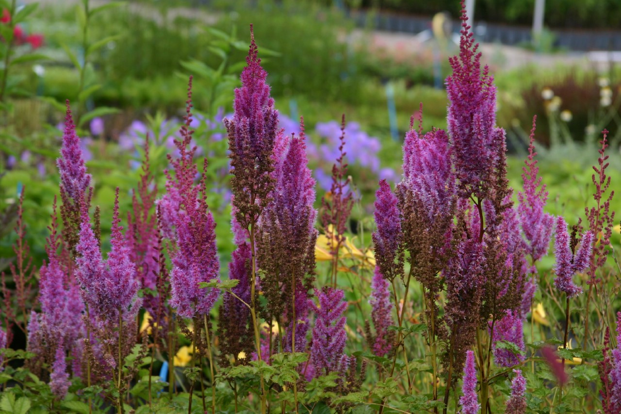 astilbe-chinensis-vartaquetii-purpurlanze