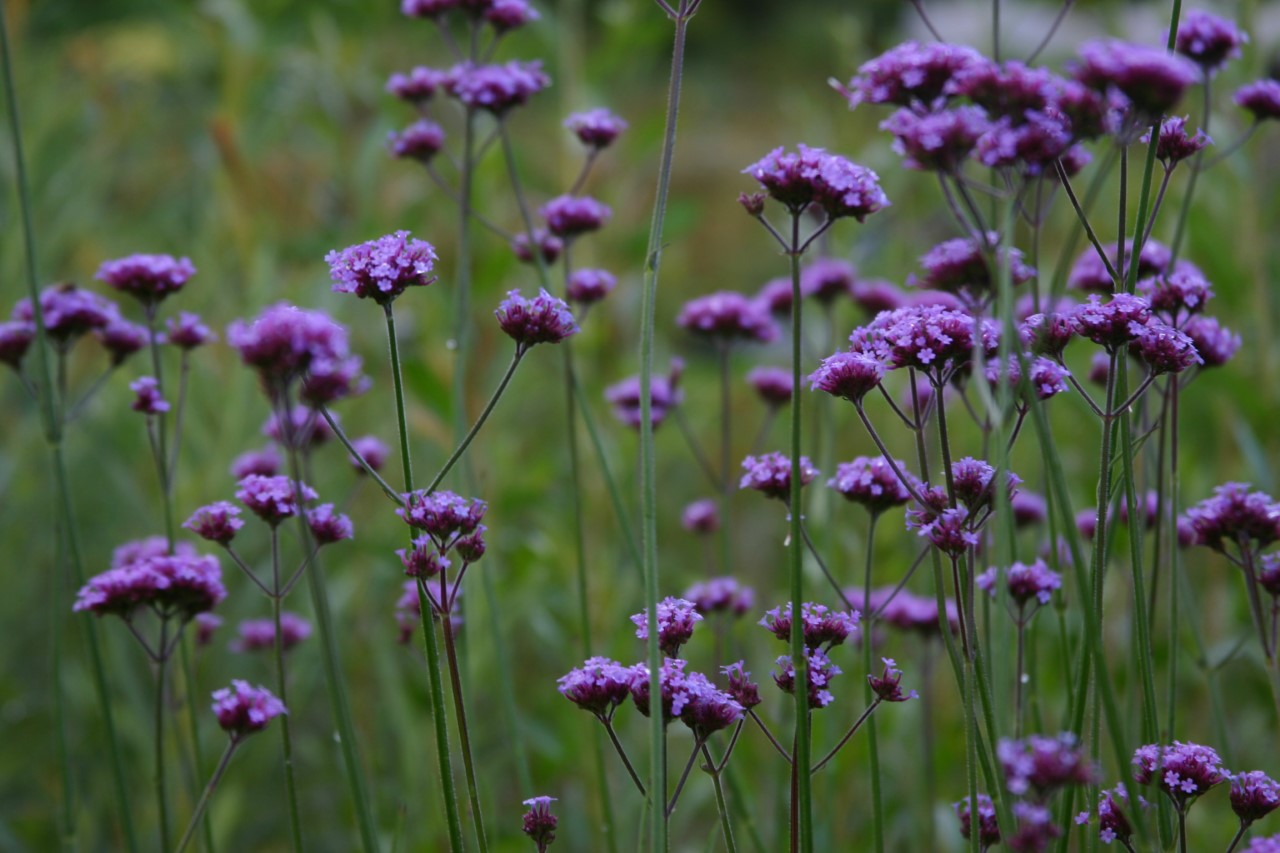 verbena-bonariensis