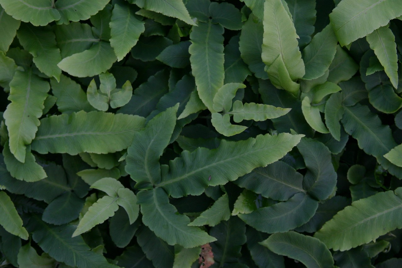 dryopteris-sieboldii