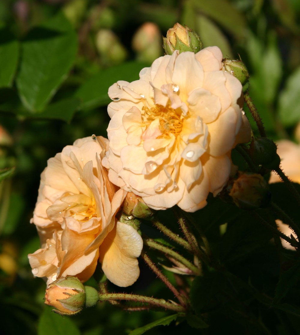 rosa-ghislaine-de-feligonde