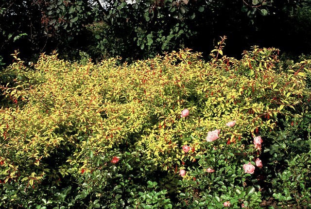 fuchsia-magellanica-aurea