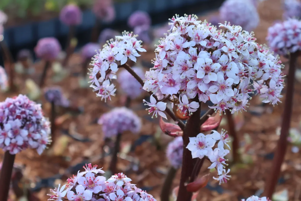 Darmera peltata : P9