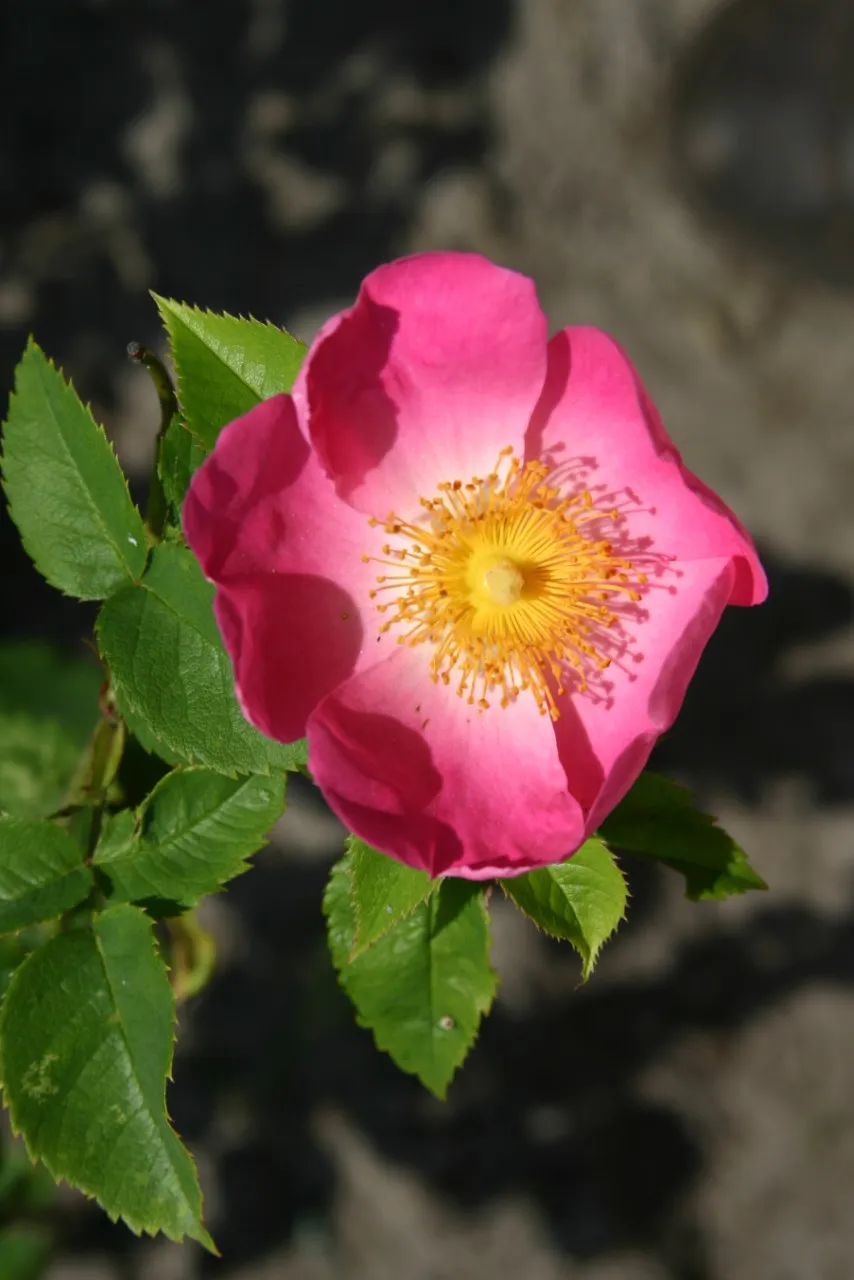Rosa (H) 'Complicata' : C4 : 30-60