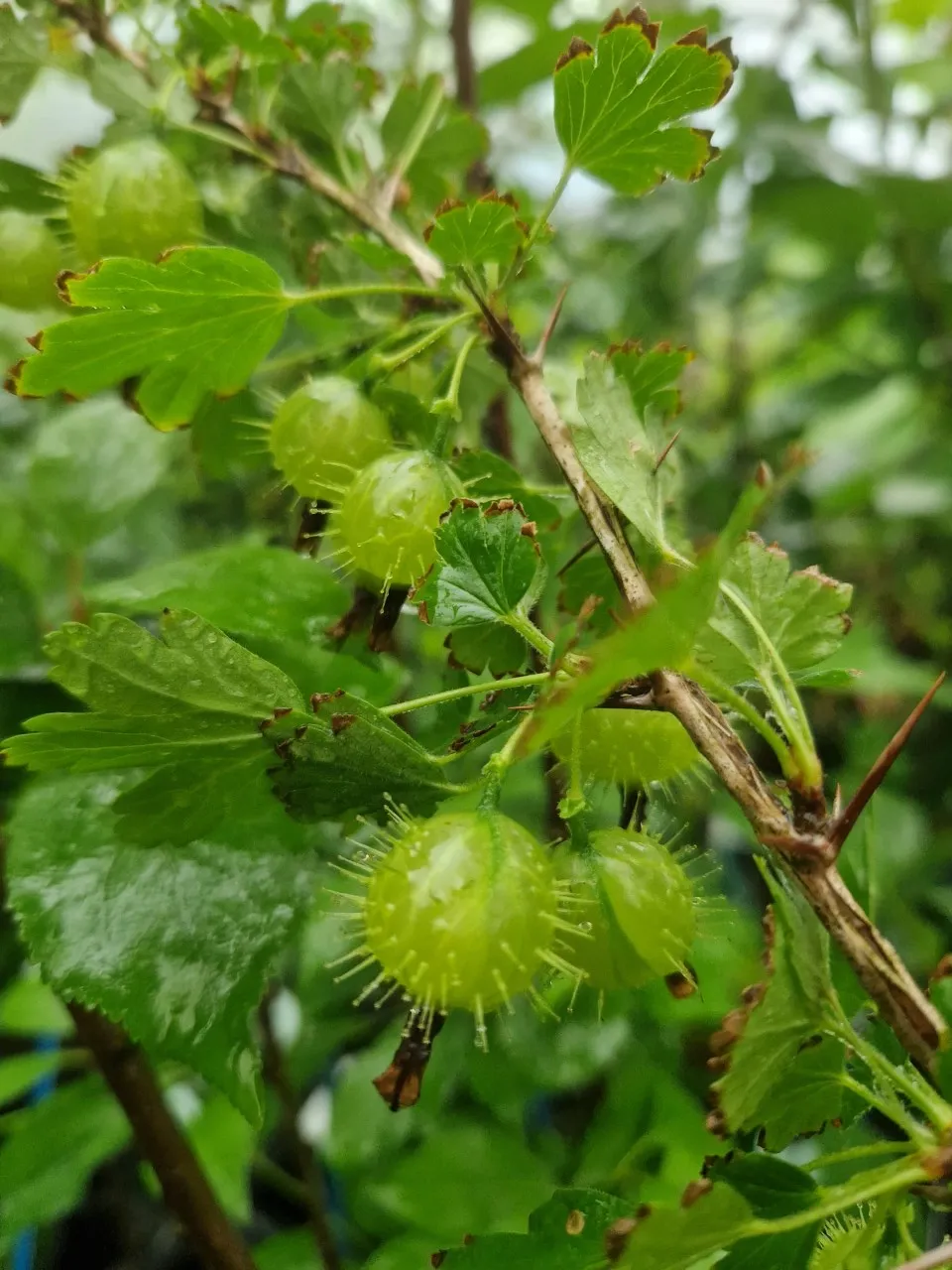 Ribes cynosbati