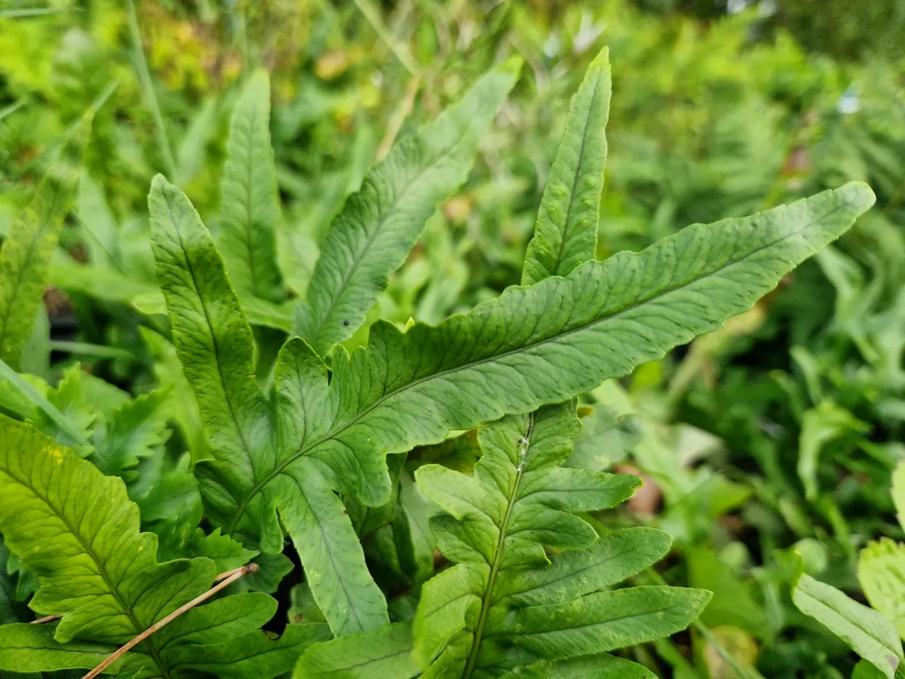 Polypodium australe 'Macrostachyon Lineare'