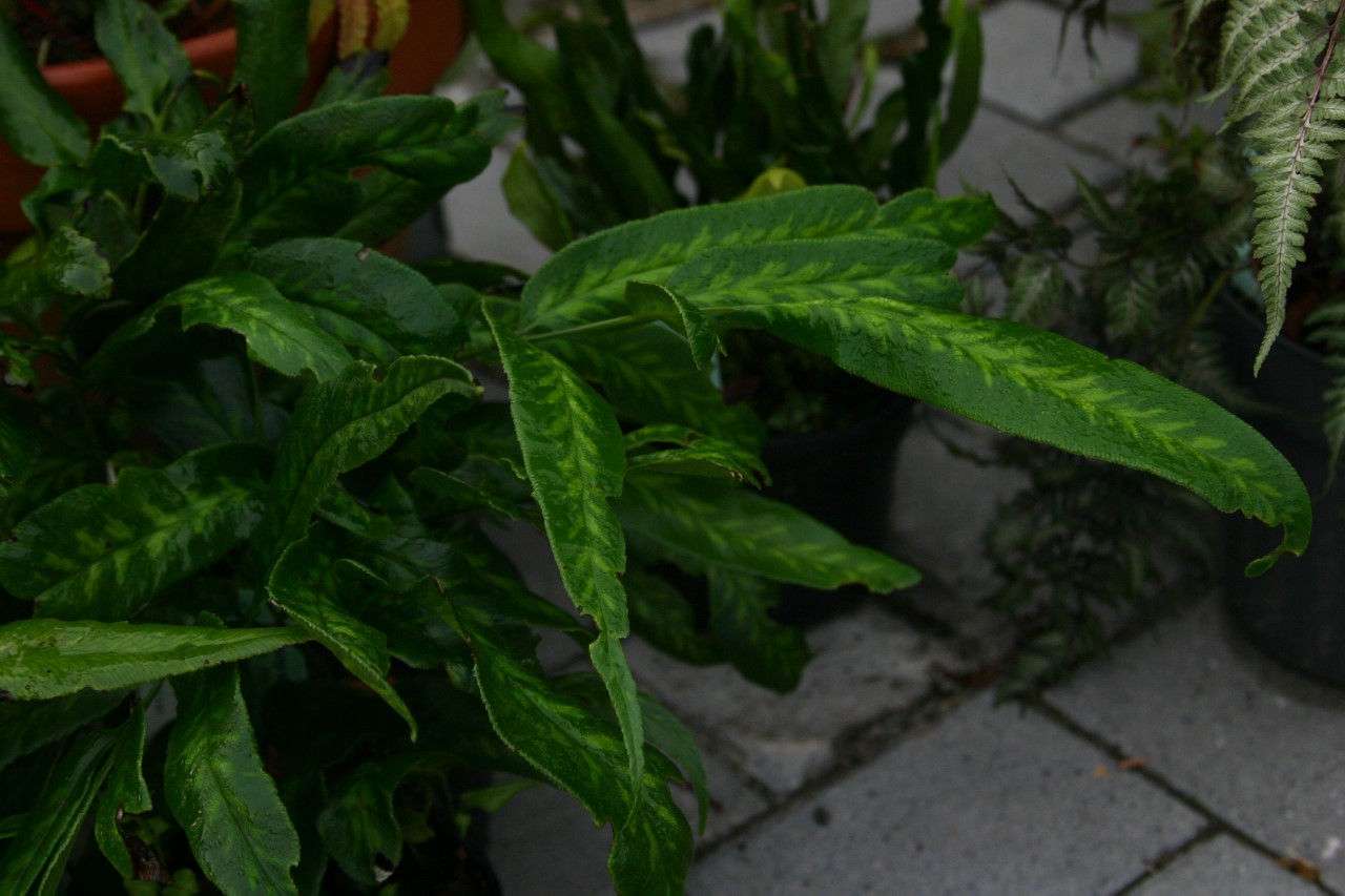 Coniogramme japonica coniogramme-japonica