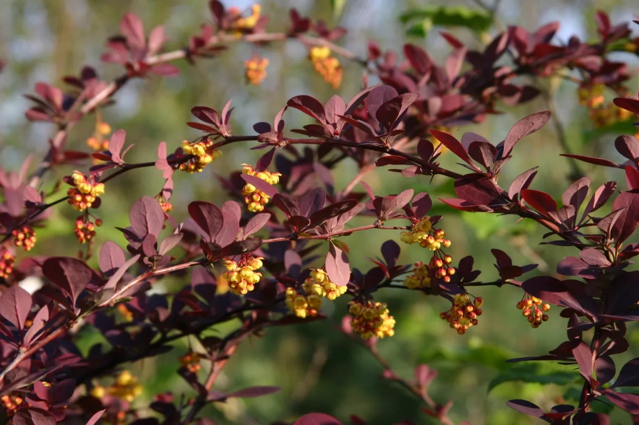 Berberis ottawensis 'Auricoma'