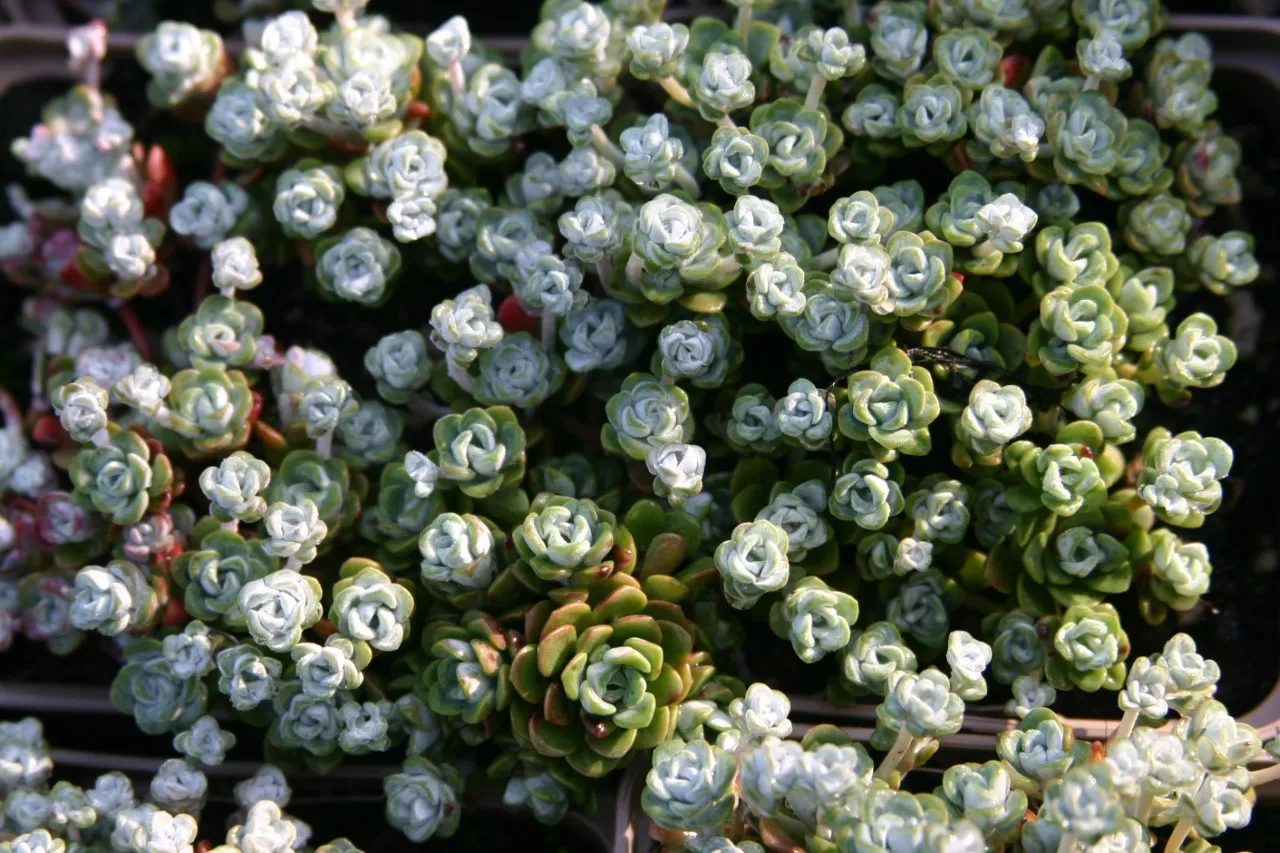 Sedum spathulifolium 'Cape Blanco'