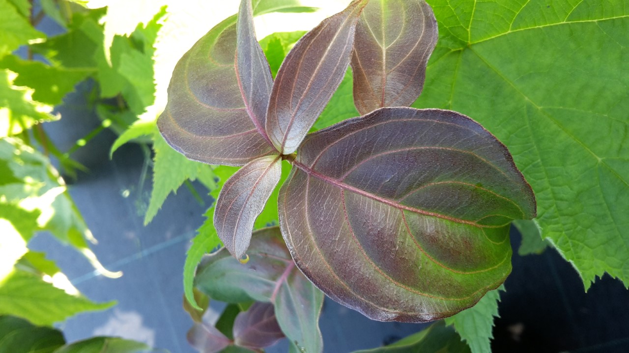 Cornus kousa 'Cappucino' : C2 : 30-60
