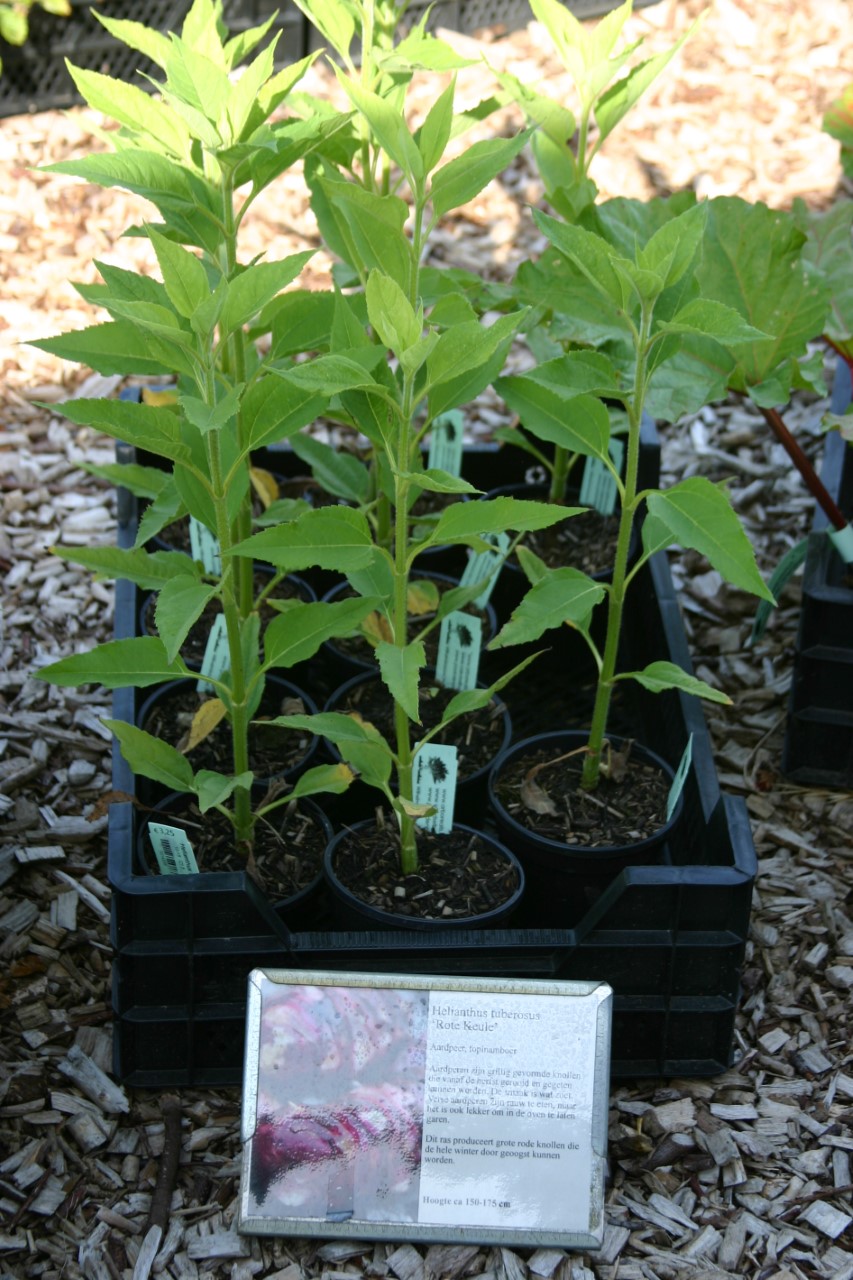 helianthus-tuberosus-rote-keule