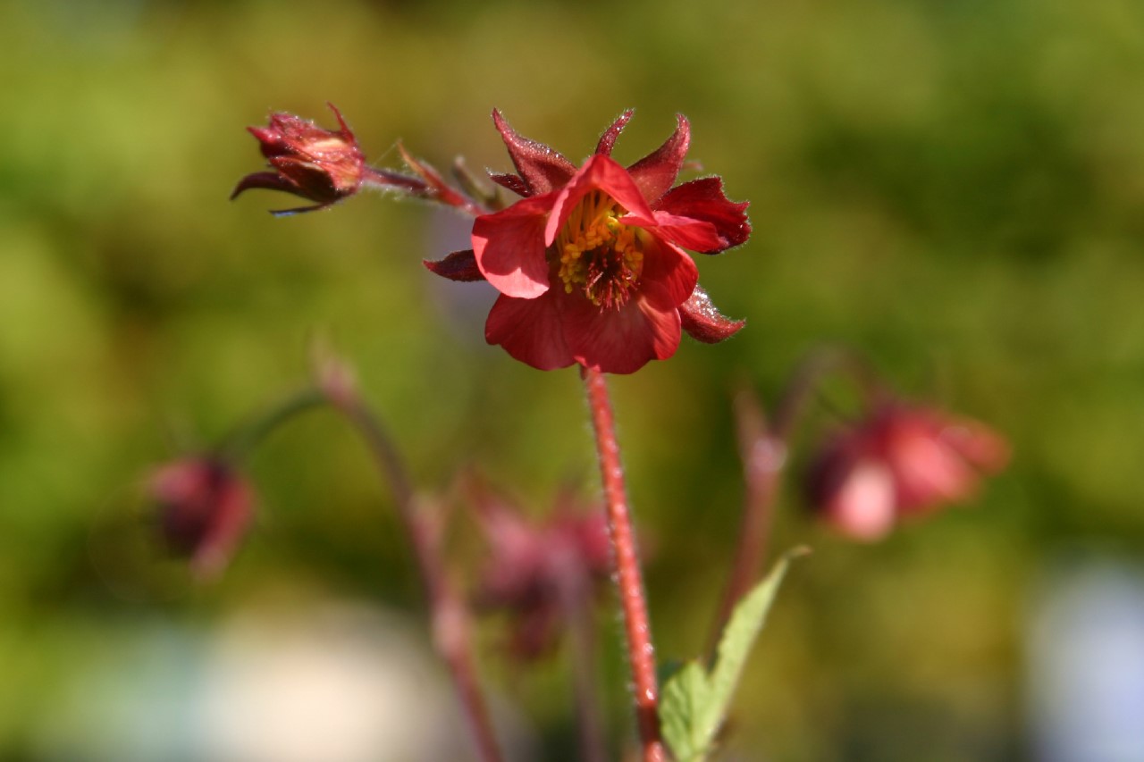geum-rivale-flames-of-passion