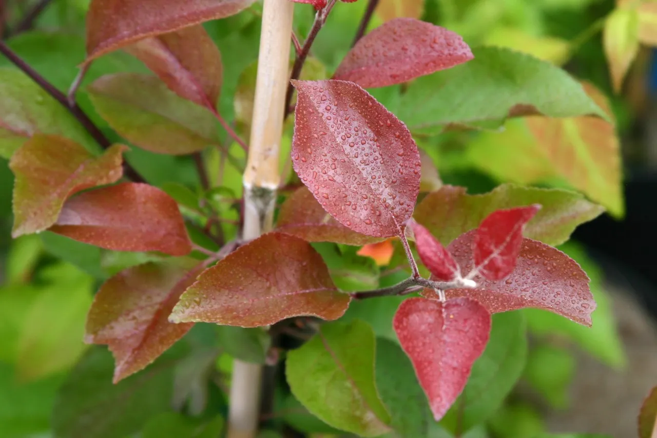 Malus niedzwetskyana 'Almata' : C3 : 60-100 : onderstam Malus domestica 'MM 111'