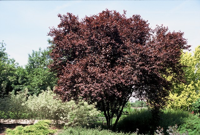 prunus-cerasifera-nigra