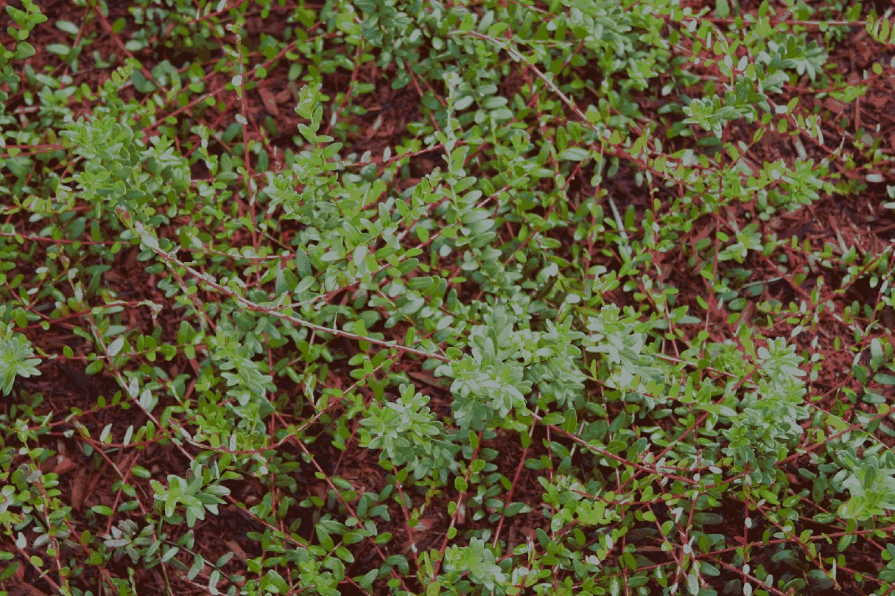 vaccinium-macrocarpon-pilgrim