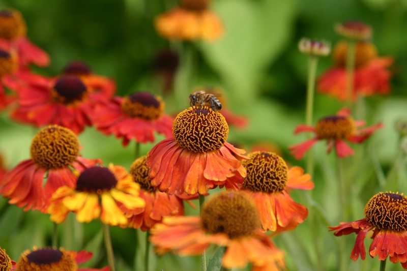 helenium-rubinzwerg