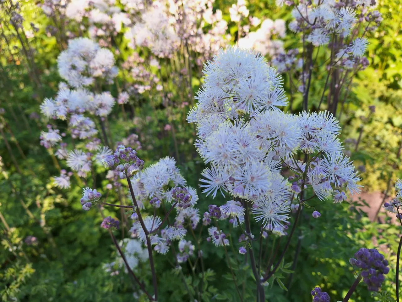 Thalictrum aquifolium 'Nimbus White'