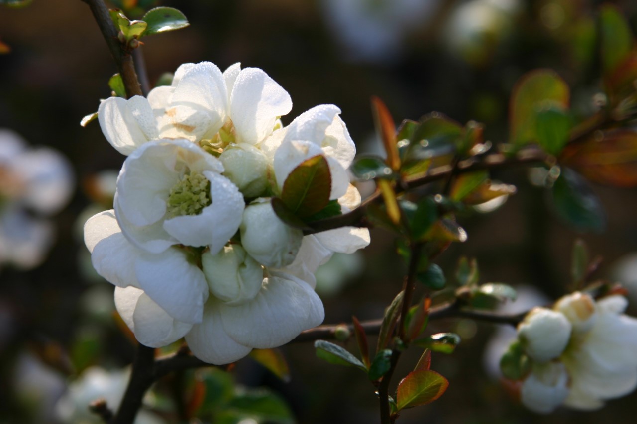 chaenomeles-speciosa-nivalis