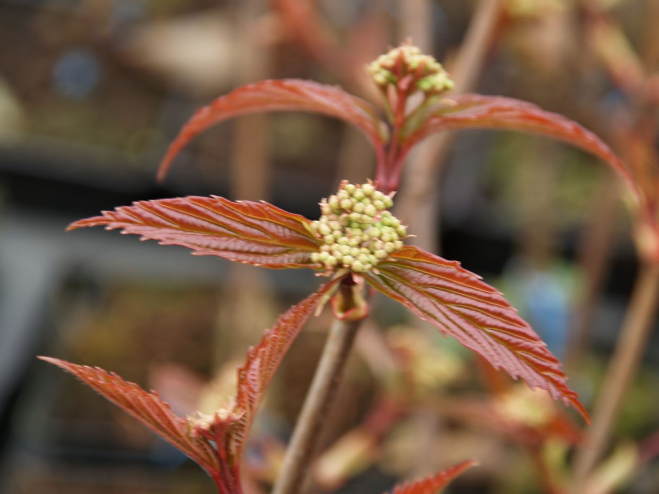 viburnum-setigerum
