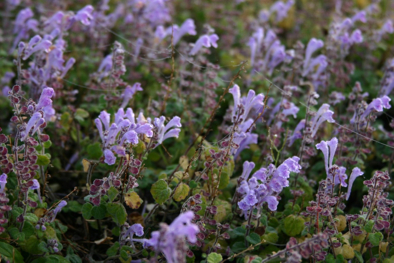 scutellaria-indica-parvifolia