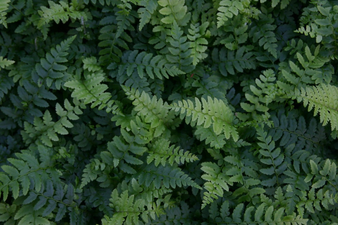 polystichum-aculeatum